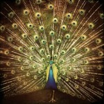 Ani DiFranco to Release New Album in January
