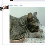 New Google Chrome Extension Replaces Your Friends’ Political Rants on Facebook With Cute Pictures of Cats New Google Chrome Extension Replaces Your Friends’ Political Rants on Facebook With Cute Pictures of Cats